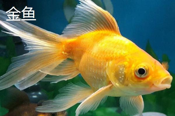 鱼的年龄怎么判断，鱼鳞的明暗代表实际年龄