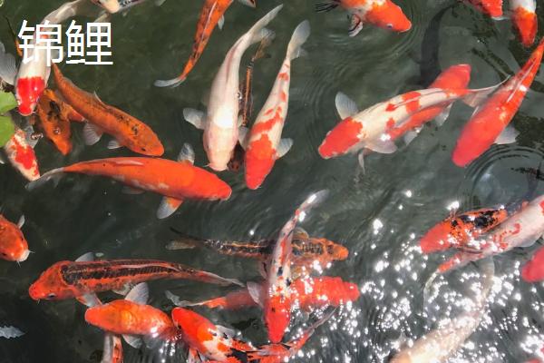 鱼的年龄怎么判断，鱼鳞的明暗代表实际年龄