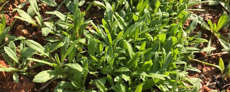 面条菜种植技术