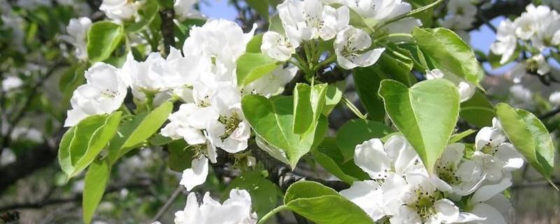 苹果几月开花