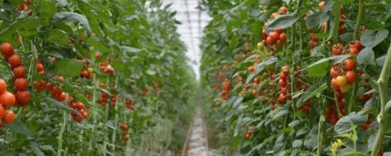 大棚西红柿栽培技术