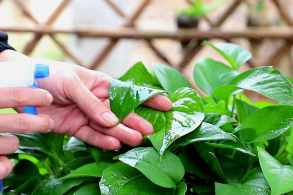 多菌灵溶液可以直接浇花吗