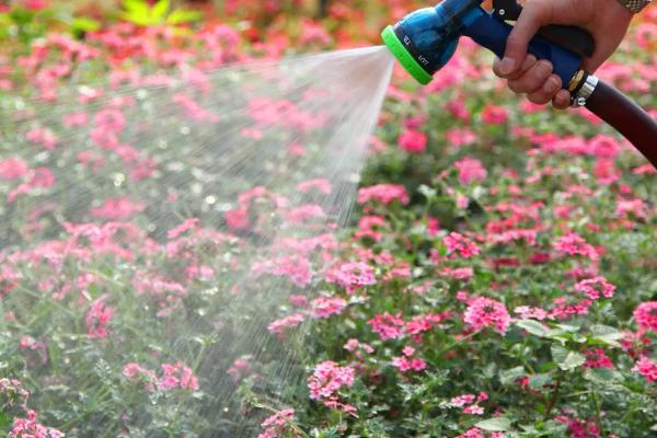 多菌灵溶液可以直接浇花吗