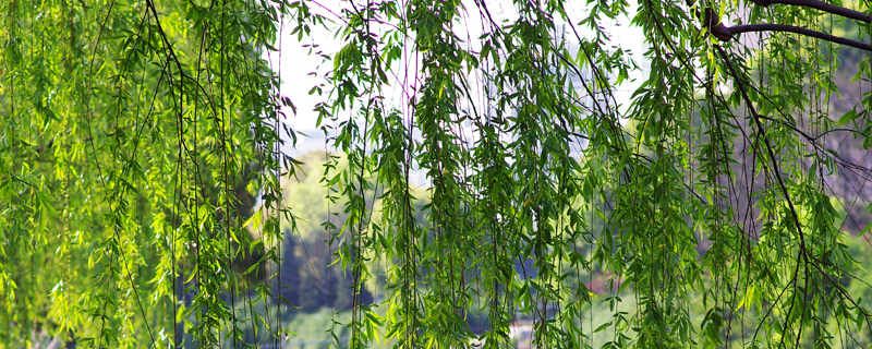 垂柳种植技术