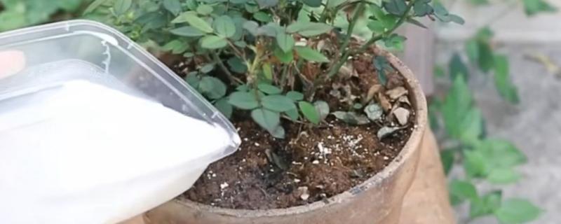喝不完的牛奶可以浇花吗