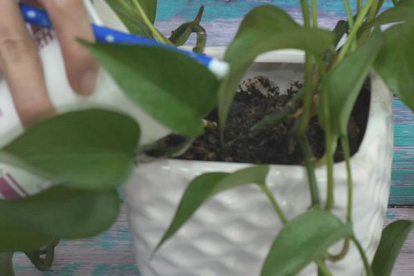 喝不完的牛奶可以浇花吗