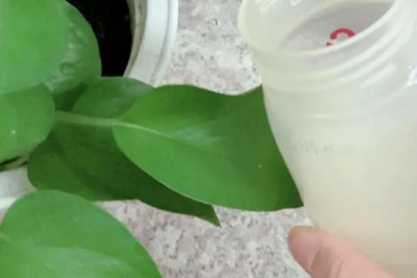 喝不完的牛奶可以浇花吗