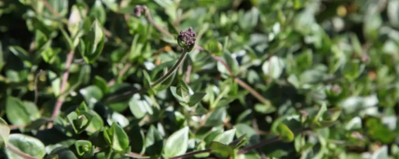 金铁锁种植技术