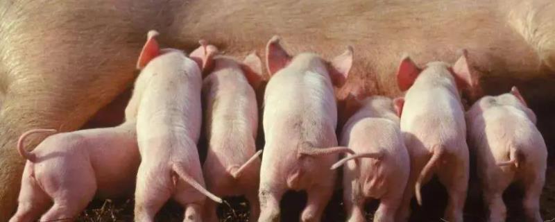 怀孕母猪不吃食怎么解决