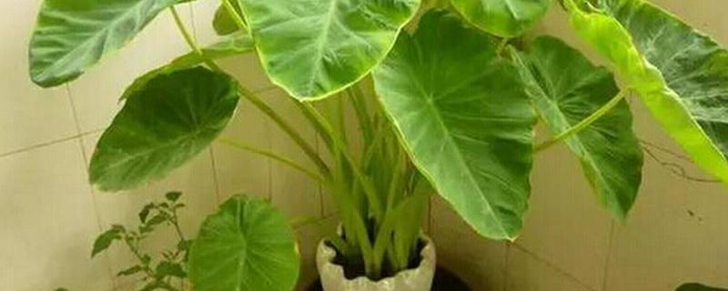 盆栽芋头的种植方法