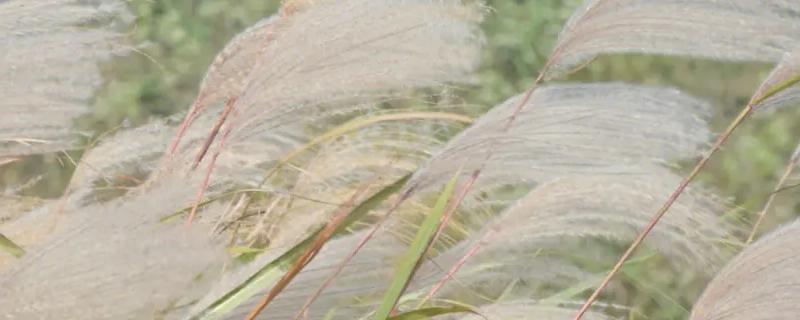 芦苇花怎么做干花