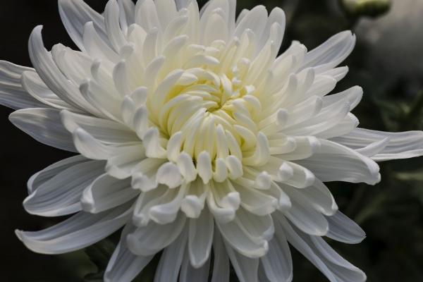 菊花是一年生还是多年生