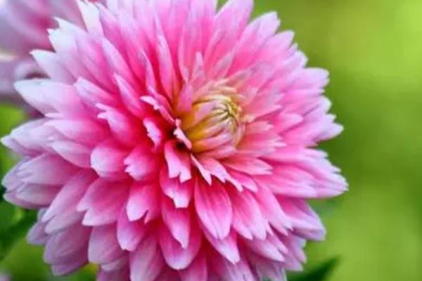 菊花是一年生还是多年生