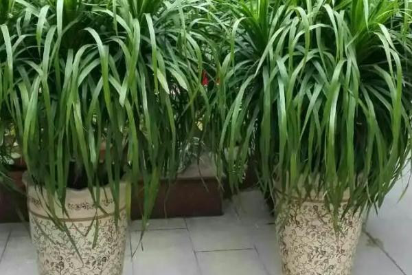 龙须树的养殖方法和注意事项