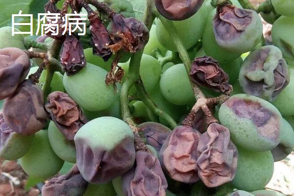 葡萄缺锌症的原因及防治方法，要及时找到病因