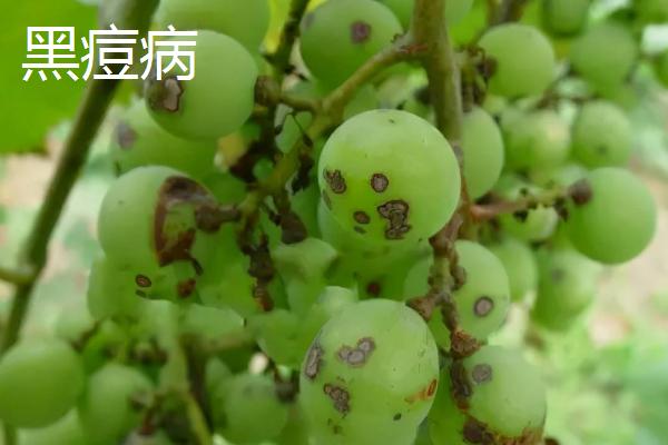 葡萄缺锌症的原因及防治方法，要及时找到病因