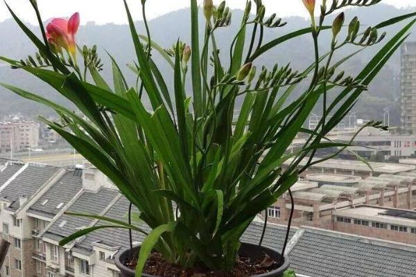 栽培小苍兰注意事项，对温度要求高