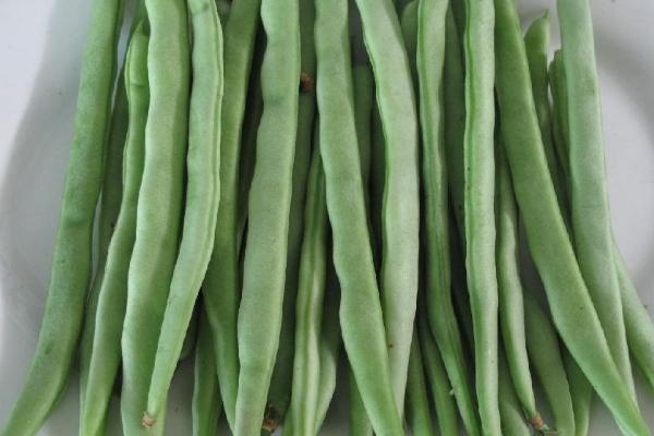 芸豆成熟时间，分春茬、秋茬和冬春茬