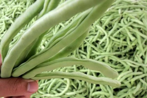 芸豆成熟时间，分春茬、秋茬和冬春茬