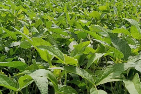 收割大豆的要点，降低割茬可减少损失