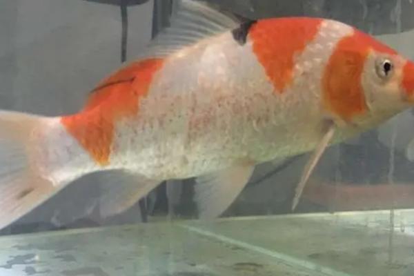 锦鲤掉鳞如何处理，需单独饲养并持续爆氧