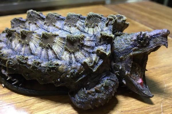 让鳄龟快速生长的饲养方法，主喂肉食可促进生长