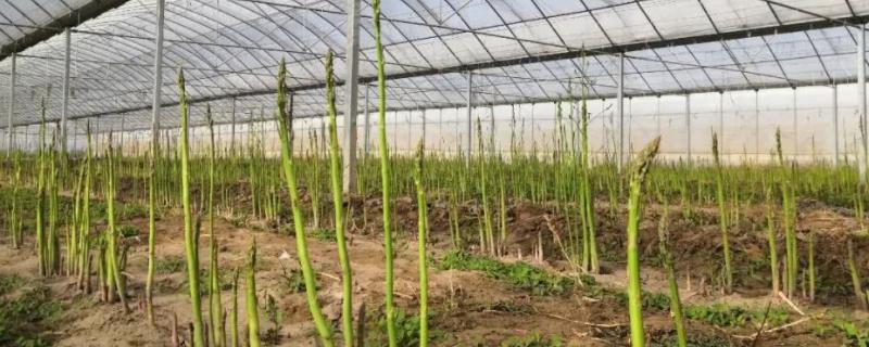 大棚芦笋种植技术