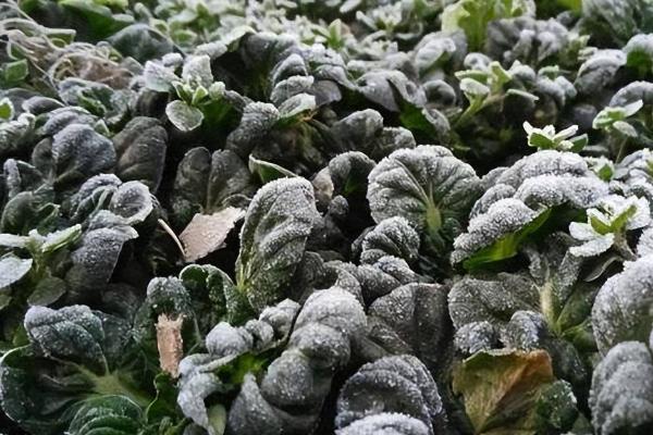 冬季蔬菜受冻后的补救方法，不同种类的蔬菜耐寒性不同