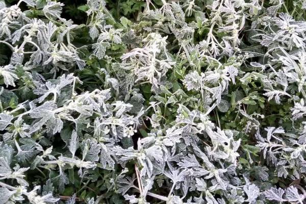 冬季蔬菜受冻后的补救方法，不同种类的蔬菜耐寒性不同