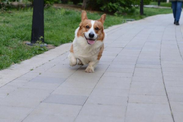 柯基犬吃长得快，与同类能很好地相处