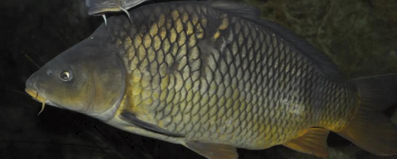 黑坑鲤鱼起伏如何钓