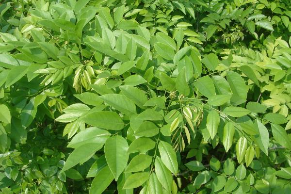 降香亩产多少斤，受品种、种植方式的影响