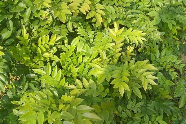 降香亩产多少斤，受品种、种植方式的影响