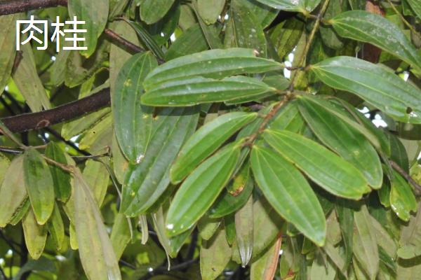 肉桂和水仙的区别，叶子和花朵都不同