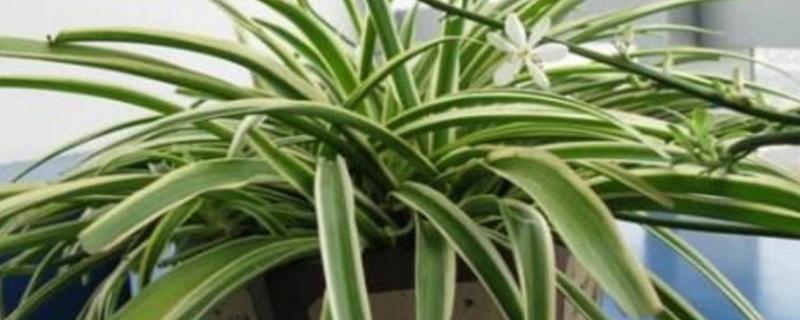 竹节吊兰的养殖方法