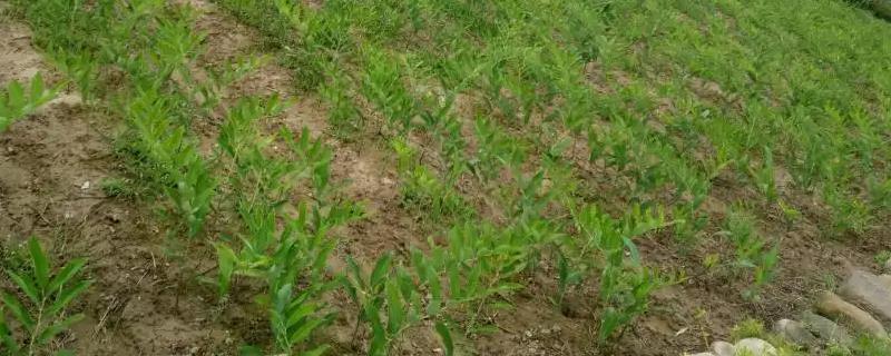植物生长调节剂在果树上使用要注意什么