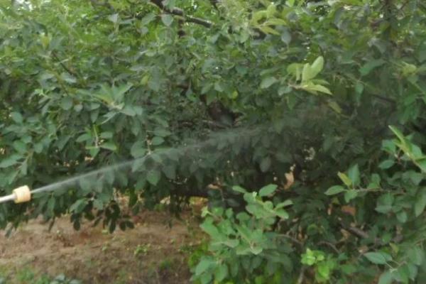 植物生长调节剂在果树上使用要注意什么，根据特性选择种类