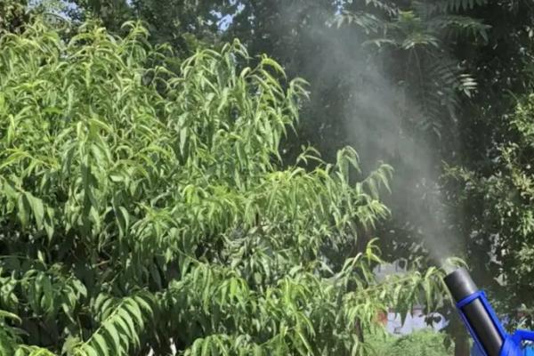 植物生长调节剂在果树上使用要注意什么，根据特性选择种类