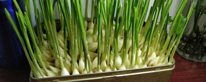 怎么种大蒜头盆栽