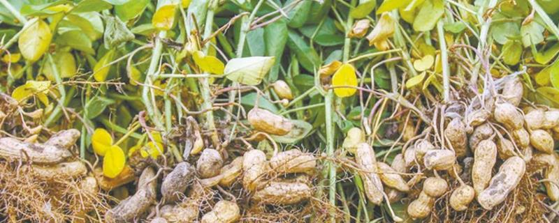 夏花生的施肥方法
