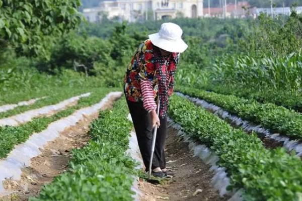 夏花生的施肥方法，做到“两追一喷四补”