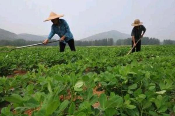 夏花生的施肥方法，做到“两追一喷四补”