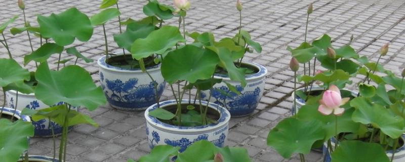 盆莲花的养殖方法