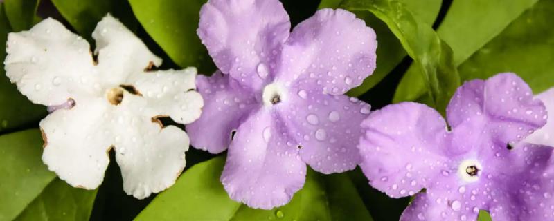 双色茉莉什么时候开花