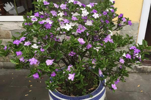 双色茉莉什么时候开花，开花后要及时修剪