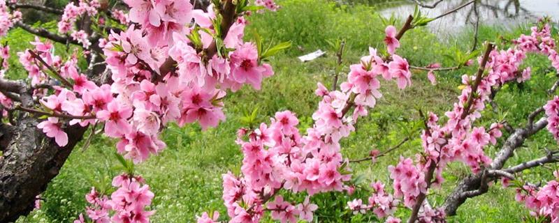 桃花农历几月开