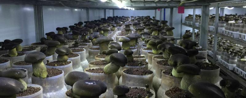 牛肝菌种植技术