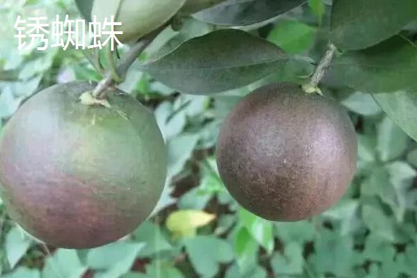 常见的柚子树病虫害及防治方法，高温季节常发生柚子脚腐病