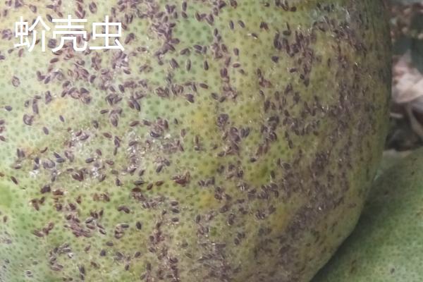 常见的柚子树病虫害及防治方法，高温季节常发生柚子脚腐病