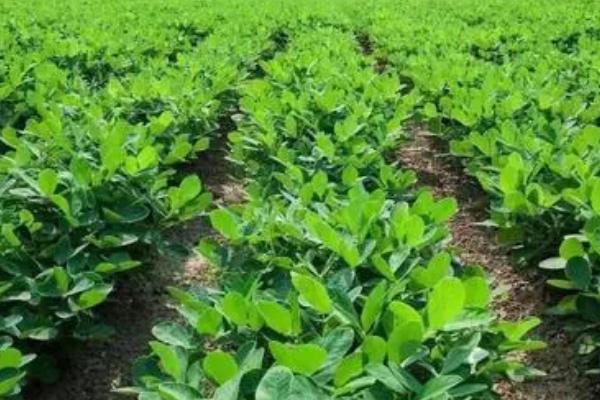种植花生如何科学追肥，花针期应主施磷钾钙肥